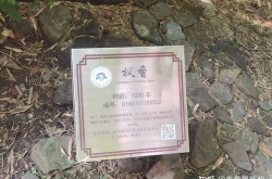 栈桥照相小姐姐,记录时光的美丽瞬间